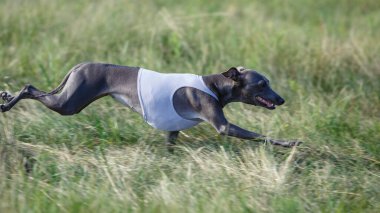 Coursing training. Small Dog Italian Greyhound pursues bait in the field.