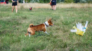 Kurs eğitimi. Basenji köpeği tarlada yem kovalıyor.