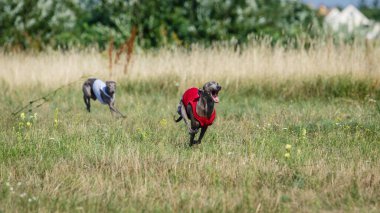 Coursing training. Small Dog Italian Greyhound pursues bait in the field.