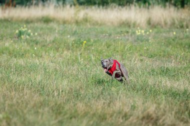 Coursing training. Small Dog Italian Greyhound pursues bait in the field.