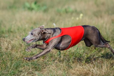 Coursing training. Small Dog Italian Greyhound pursues bait in the field.