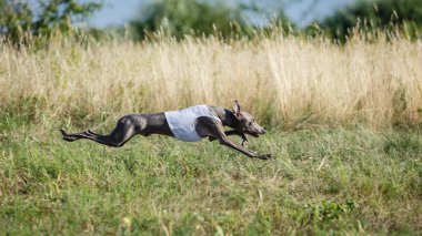 Coursing training. Small Dog Italian Greyhound pursues bait in the field.