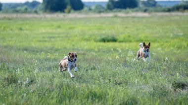 Kurs eğitimi. Basenji köpeği tarlada yem kovalıyor.