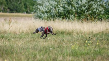 Coursing training. Small Dog Italian Greyhound pursues bait in the field.