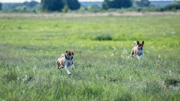 Schulung Basenji Hund Jagt Köder Einem Feld — Stockfoto