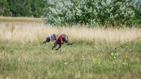 Coursing Training Small Dog Italian Greyhound Pursues Bait Field —  Fotos de Stock