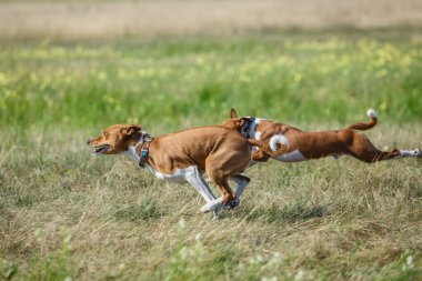 Kurs eğitimi. Basenji köpeği tarlada yem kovalıyor.