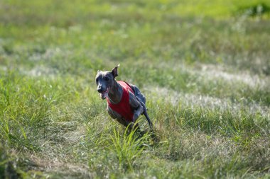 Coursing training. Small Dog Italian Greyhound pursues bait in the field.
