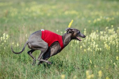 Coursing training. Small Dog Italian Greyhound pursues bait in the field.