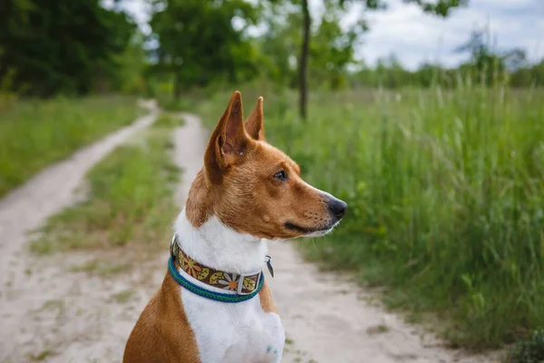 Basenji Dog Walking Forest Park Hot Summer Day — Stock Photo, Image