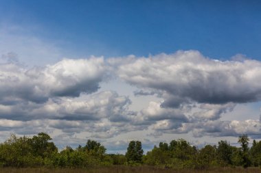 White heap clouds in the sky above the forest. Summer day