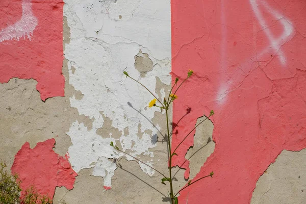 Against the background of an old wall with fallen plaster, grass and flowers. bright sunlight