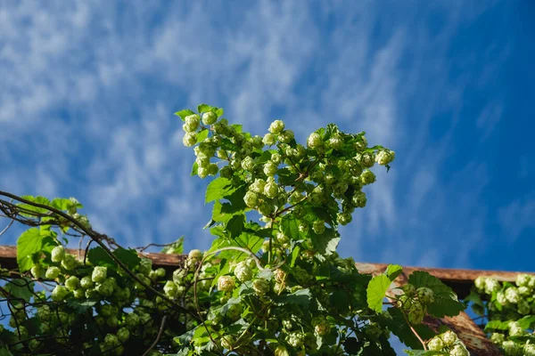 Ripe Flowers Hop Plant Blue Sky Sunny Day — Fotografia de Stock
