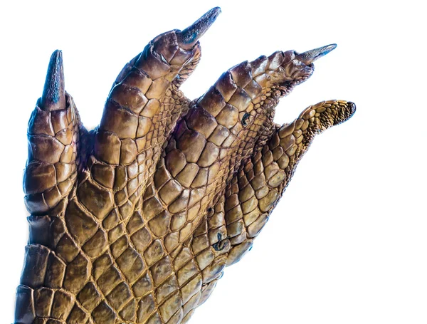 Crocodile Paw — Stock Photo, Image