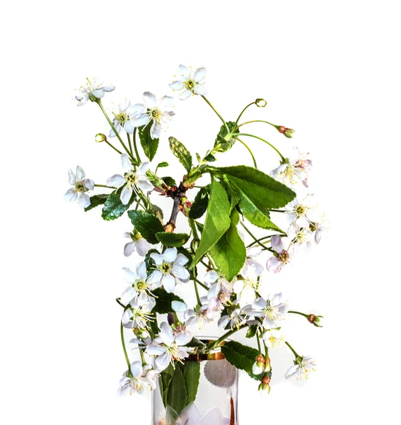 Bunga putih — Stok Foto