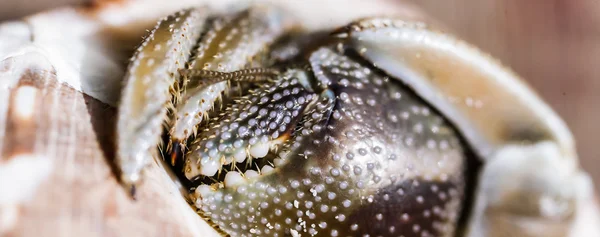 Small crab — Stock Photo, Image