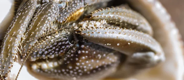 Small crab — Stock Photo, Image