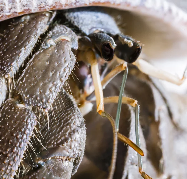 Malý krab — Stock fotografie