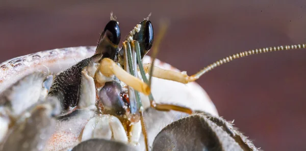 Kepiting Kecil — Stok Foto
