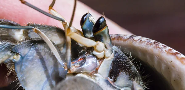Crabi mici — Fotografie, imagine de stoc