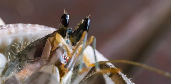 Malý krab — Stock fotografie