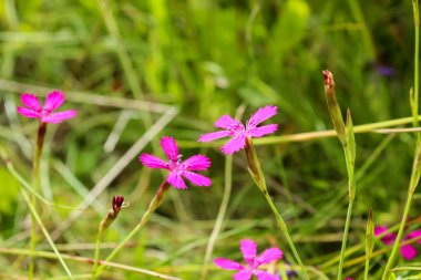 Yeşil bulanık arkaplanda küçük pembe bir çiçek. Ormandaki karanfil. Sunum veya tatil kartı için metni kopyala.