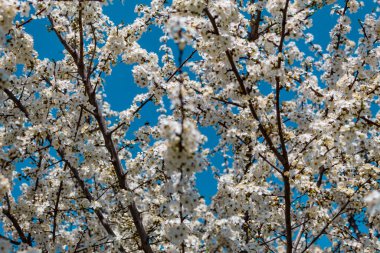 Hawthorn çalıları baharda küçük beyaz çiçeklerle çiçek açar. Arka planda açık mavi bir gökyüzü var..