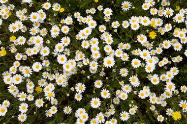 Birçok ilkbahar beyaz papatyaları