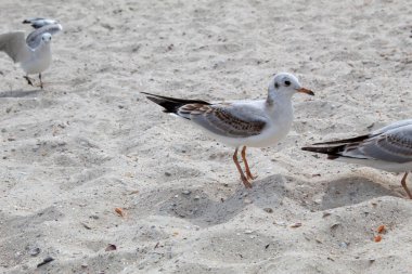 Gri benekli beyaz bir kuş denizin yanındaki kumsalda duruyor. Martı ya da karabatak yakın çekim.