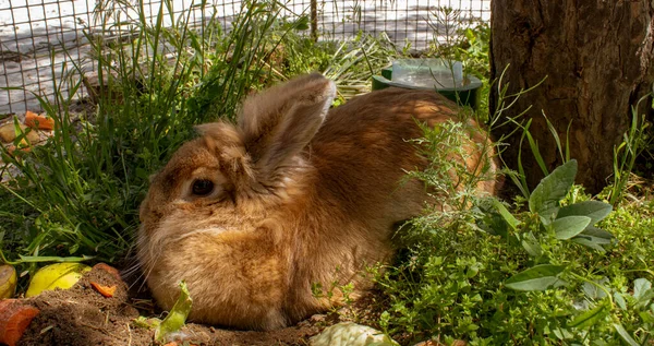 Foreground Ginger Decorative Rabbit Lies Grass — стоковое фото