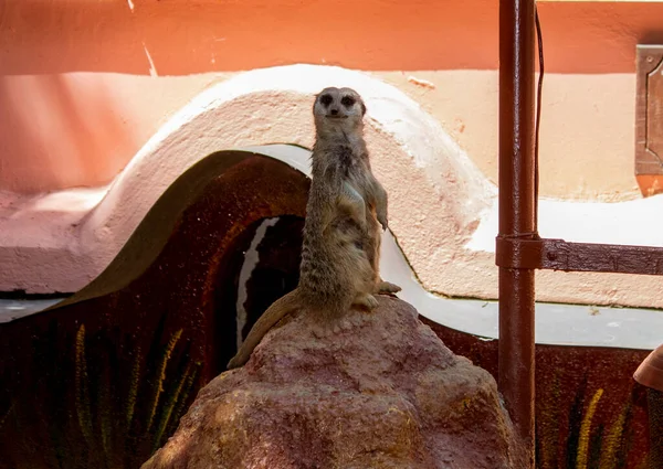 Meerkat Stands Two Legs Small Mountain — Zdjęcie stockowe