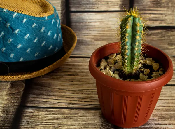 Foreground Home Plant Cactus Thin Long Needles Wooden Surface Background — Stockfoto