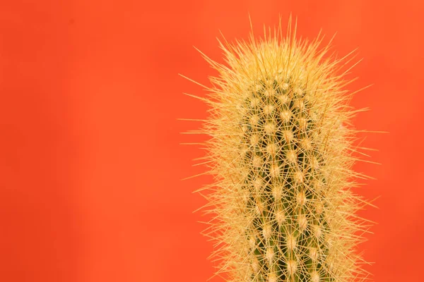 The top of a cactus close-up from the side with long and thin spines on a bright red background. Image in the style of minimalism and abstraction. Copying text and logo for presentation.