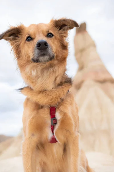 Κοντινό Πλάνο Ενός Μπάσταρδου Σκύλου Που Κοιτάζει Την Κάμερα — Φωτογραφία Αρχείου