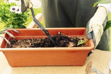Bir saksıyla çalışan bir bahçıvanın ellerinin yakın çekimi. Doğa konsepti.