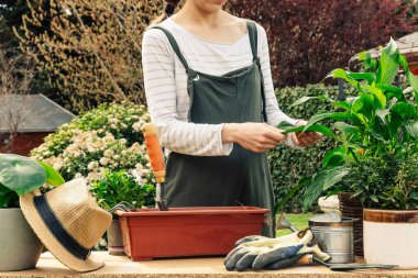 Çalışma masasındaki kadın bahçıvan. Tanımlanamayan kişi. Doğa konsepti. Bahçıvan konsepti.
