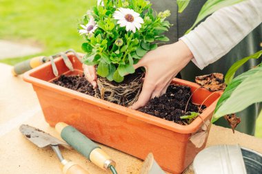 An unrecognizable person placing some daisies in a pot. Gardening concept.