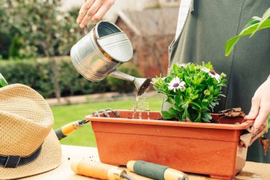 Çiçek saksısını sulamak için bir kadının eli. Doğa konsepti. Bahçe konsepti.