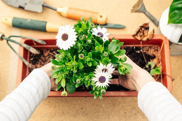 Bir tencereye papatya koyarken yakın plan çekimler. Bahçe konsepti.