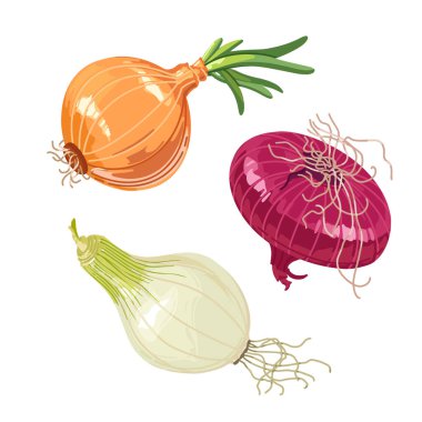 Different variants of onions in a realistic style on a white background for printing and design.Vector clipart.