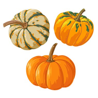 Bright set of realistic different pumpkins for printing and design. Vector clipart.