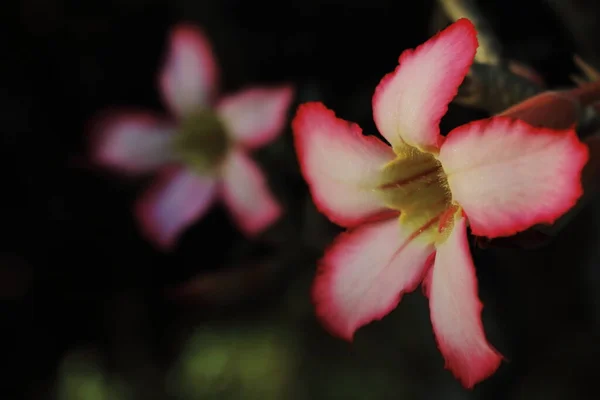 Bliska Widok Adenium Obesum Lub Różowy Kolor Adenium Kwiat Ogrodzie — Zdjęcie stockowe