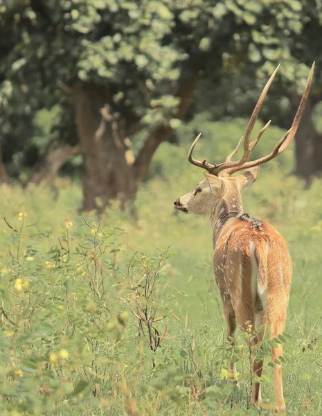 Veado Veado Malhado Veado Eixo Central Parque Nacional Bandipur Karnataka — Fotografia de Stock