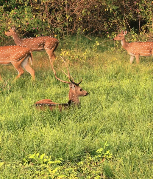 Veado Veado Malhado Veado Eixo Central Parque Nacional Bandipur Karnataka — Fotografia de Stock