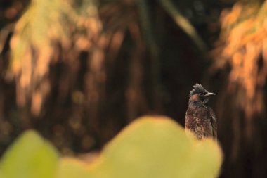 Ormandaki kırmızı havalandırma kanadının (pycnonotus cafer) yakın görüntüsü