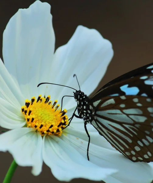 Голубая Тигровая Бабочка Tirumala Limniace Сосущая Нектар Цветка Космоса — стоковое фото