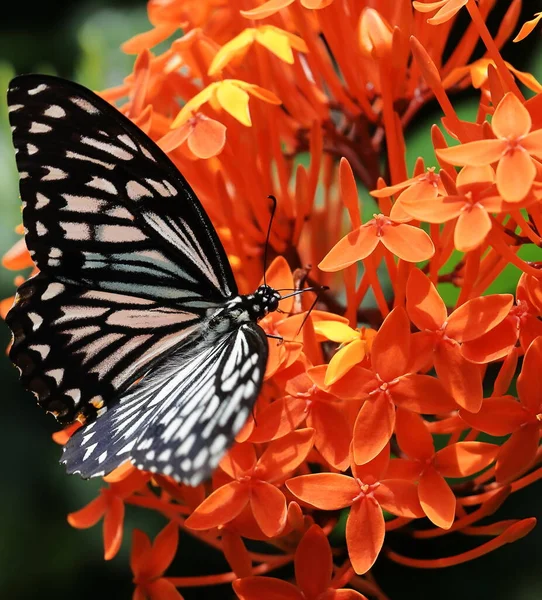 Папильо Клиция Обыкновенная Бабочка Мим Весной — стоковое фото
