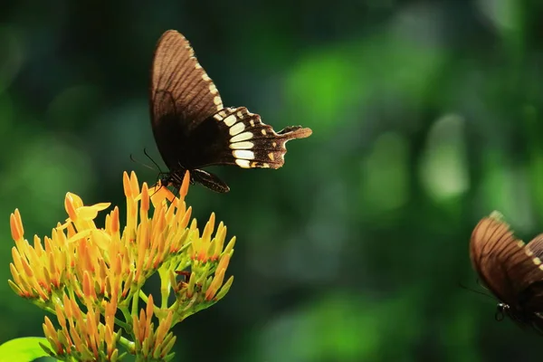 Erkek Havan Kelebeği Papilio Politler Çiçeklerden Nektar Emiyor — Stok fotoğraf