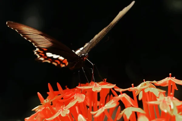 Borboleta Mórmon Comum Fêmea Papilio Polytes Chupando Néctar Flores — Fotografia de Stock