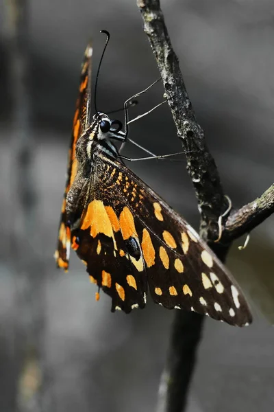 Borboleta Limão Adulta Mais Velha Papilio Demoleus Primavera — Fotografia de Stock